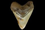 Fossil Megalodon Tooth - North Carolina #124934-4